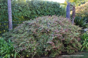 Loropetalum 'Razzleberry' 2